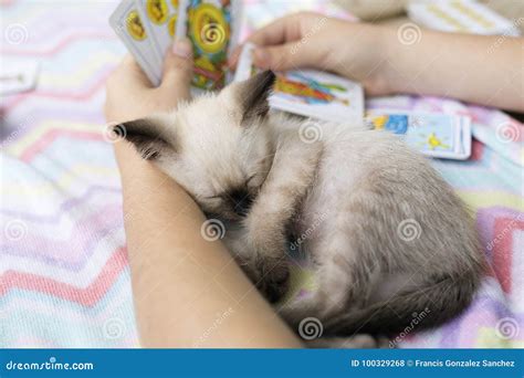 Baby Cat Sleeping In The Arms Of A Girl Stock Photo Image Of Close