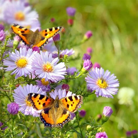 Two Butterfly On Flowers — Stock Photo © Artjazz 1362639