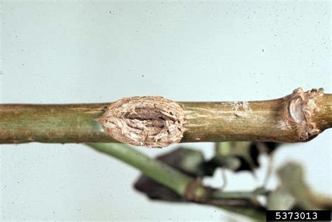 Nectria Canker Genus Nectria