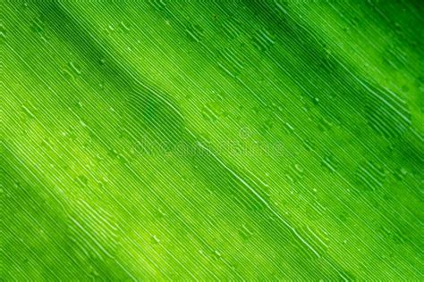 Banana Leaf Texture Stock Photo Image Of Fresh Nature 124160842