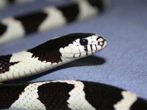 What Kind Of Snake Is A Black And White Snake Snake Poin