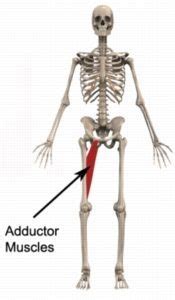 Most surgeons are familiar with the inguinal anatomy from the anterior perspective. Wicket Keeping Injuries - PhysioAdvisor