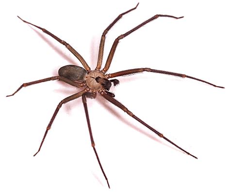 Brown Recluse Spider Prevention Tips Servitix