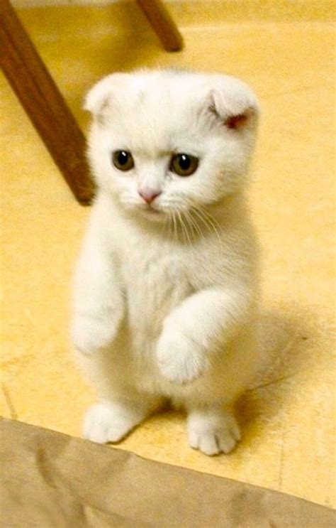 Cute White Scottish Fold Cute Cats Cat Breeds Cats