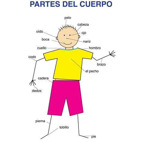Parts of the body chartthis human body poster is a great way to introduce young children to the basic parts of their bodies. Spanish Body Parts Educational Laminated Chart