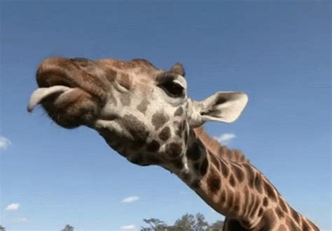 Tongue Out GIF Tongue Out Giraffe Discover Share GIFs Funny