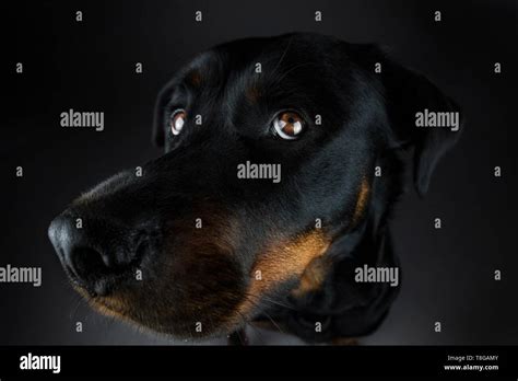 Rottweiler Portrait Stock Photo Alamy