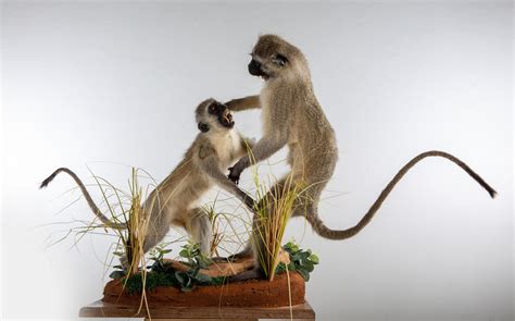 Vervet Monkey Pair Taxidermy Full Mount Habitat