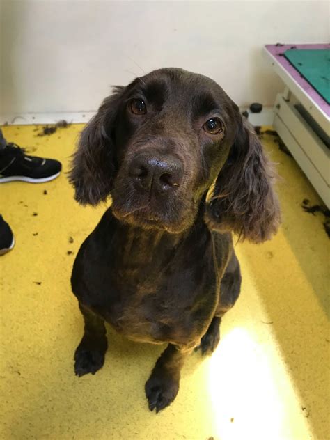 Muddy Paws Mobile Dog Grooming