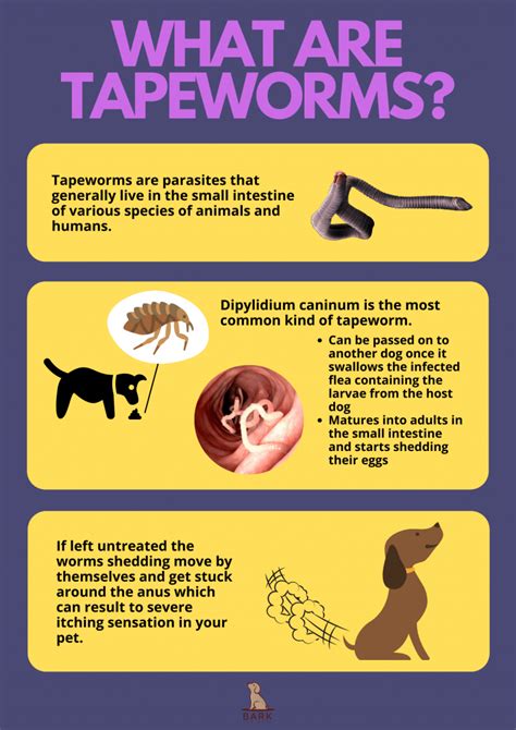 Everything To Know About Tapeworm In Dogs Bark For More