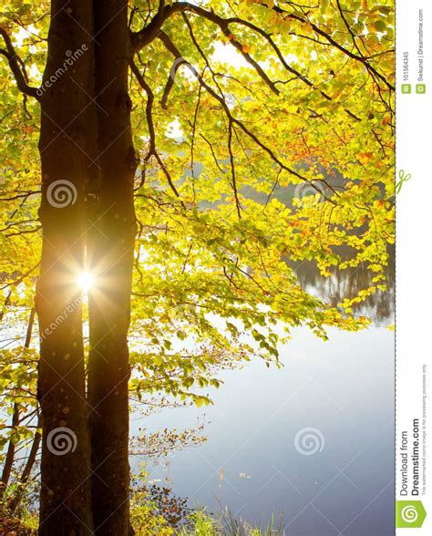 Autumn Background With Yellow Leaves And Sunlight Stock Image Image