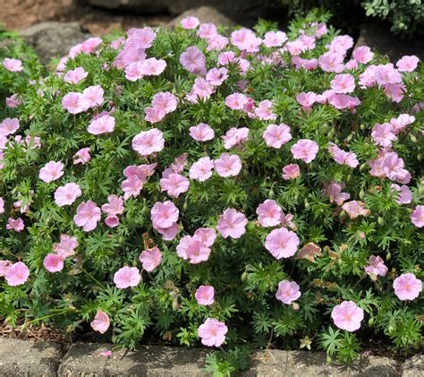 Roberta S 4 Piece Compact And Hardy Pink Geraniums Shwk 9 21