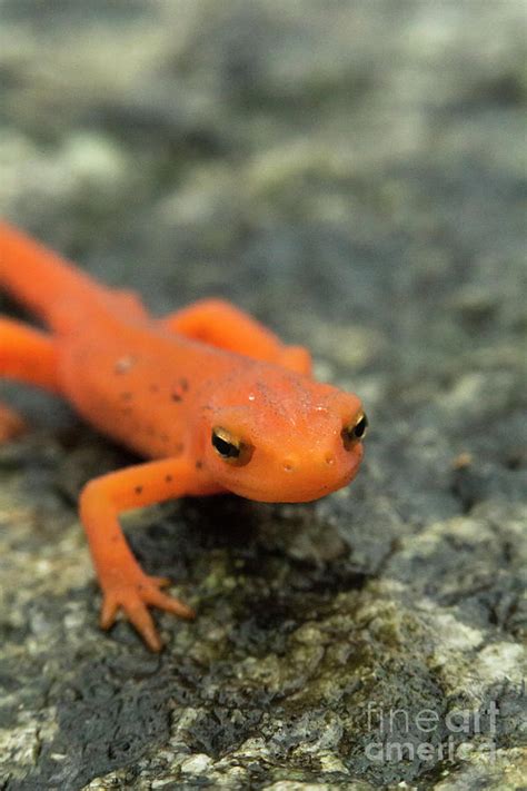 Red Spotted Newt Photograph By Ezume Images Fine Art America