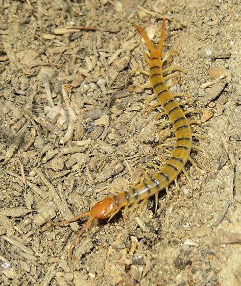 Common Desert Centipede Scolopendra Polymorpha Bugguidenet
