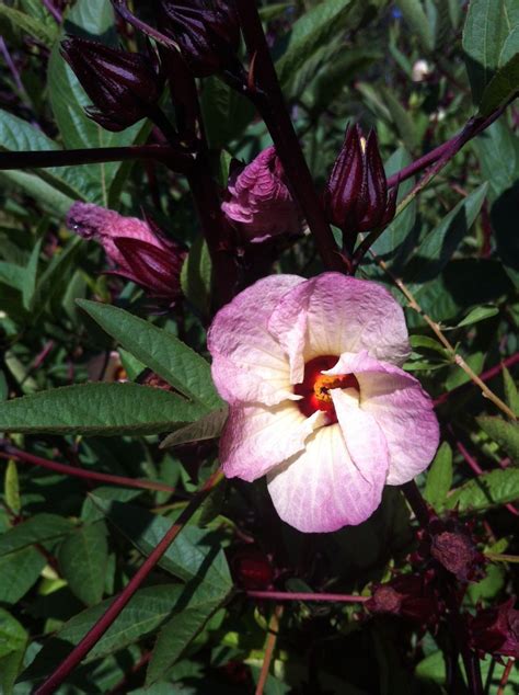 Hibiscus A Tasty Addition To Your Edible Landscape Or Garden Tyrant