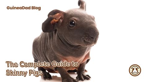 The Complete Guide To Skinny Pigs The Hairless Guinea Pig 2023 Upda
