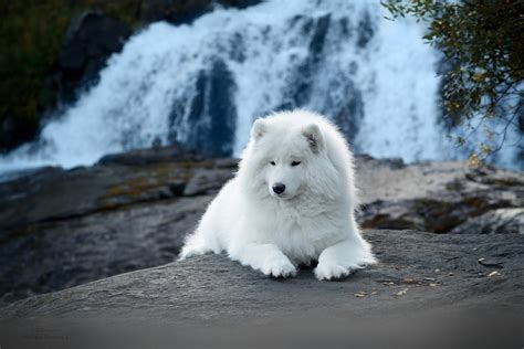 Animal Samoyed Hd Wallpaper