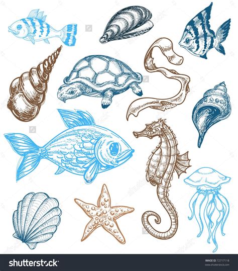Marine Life Drawing Stock Vector Illustration 72717118