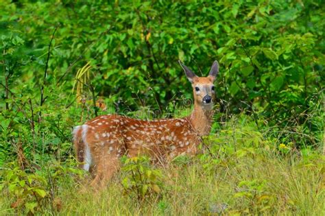 Alert White Tail Deer Fawn Stock Photo Image Of Nature 43439520