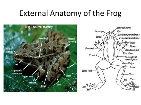 Frog Dissection Mrs Merritts Biology Class