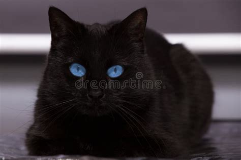 El Gato Negro Con Los Ojos Azules Le Está Mirando Foto De Archivo