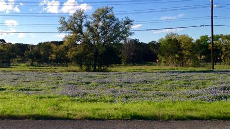 Texas Bluebonnets Along I 35 Near Austin Rose Colored Gal Blog Blue