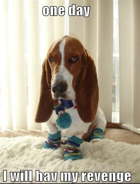 16 Best Basset Hound Memes To Raise Your Mood Page 2 Of 6 The Dogman