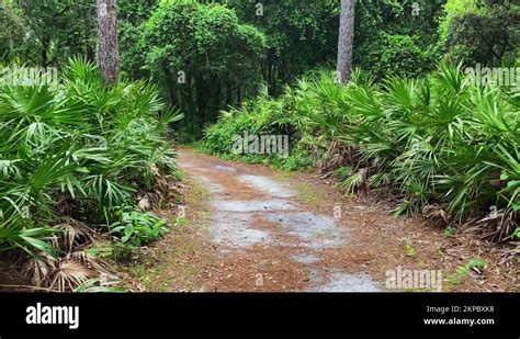 Pathway With Dense Vegetations In Tropical Rainforest Of Lettuce Lake