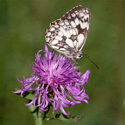 30개 이상 무료 대리석 흰 나비 및 나비 사진 - Pixabay