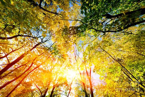 Sun Shining Through Autumn Trees And Colorful Leaves Photograph By
