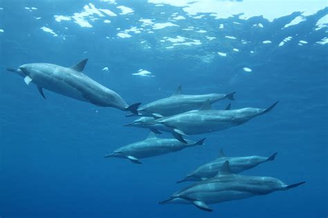 What Do Dolphins Eat Discover The Dolphin Diet With Photos