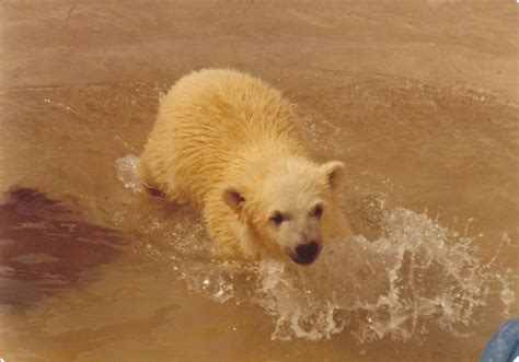 Polar Bear Cub 1980 Zoochat