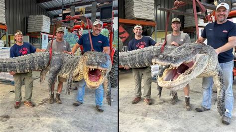 Monster Alligator Sets New Mississippi Record With Hunters Left