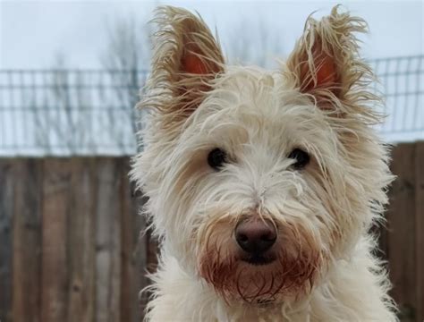 Rescue Dog West Highland White Terrier Thomas Dogs Trust