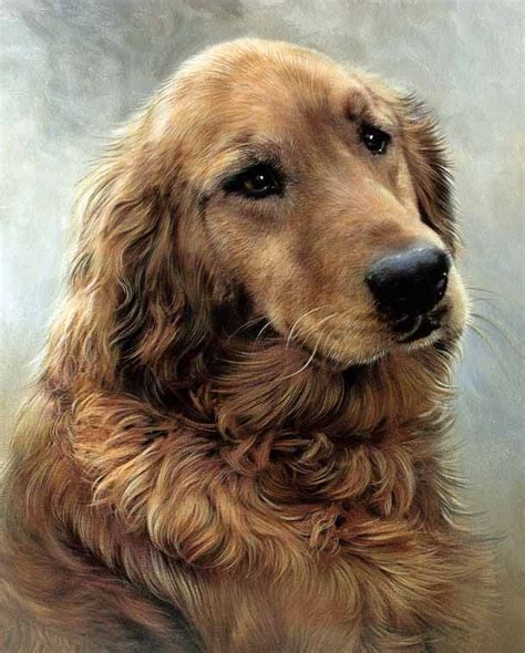 Golden Retriever Golden Retriever Dog Art Dog Paintings
