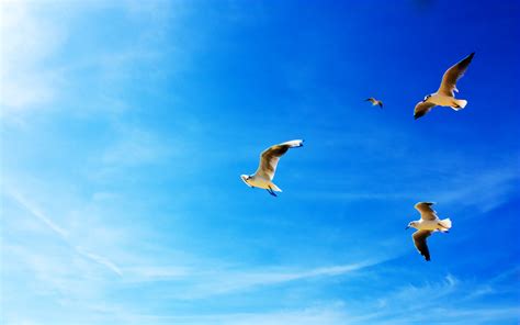 Seagulls In Flight Wallpapers Wallpapers Hd