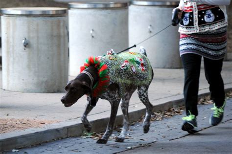 Dogs Explain Why Ugly Christmas Sweaters Are So Cute