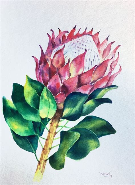One of a kind flowers instagram. King Protea original watercolour painting, King Protea ...