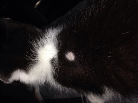 Bald White Spot On Kitten Cat Forum