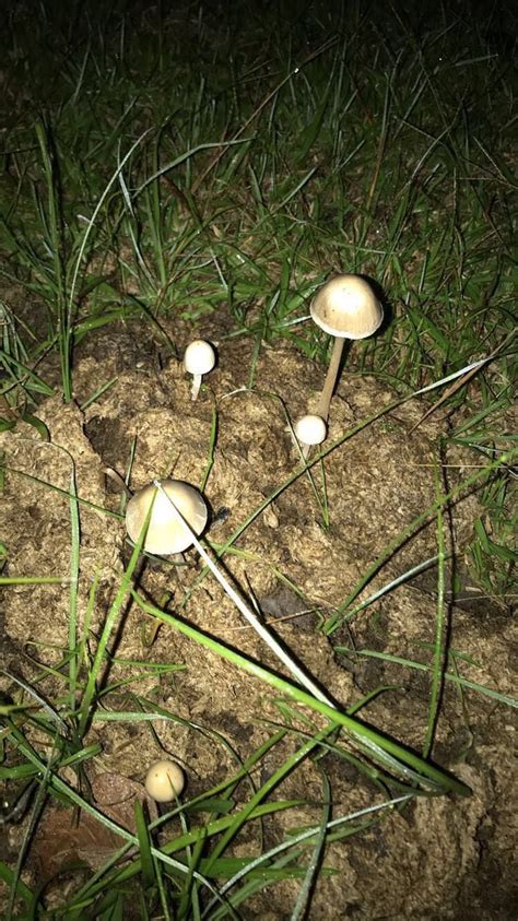 Pin On Mushrooms