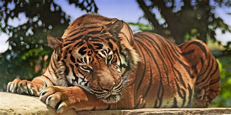 Wallpaper Tigers Big Cats Animals