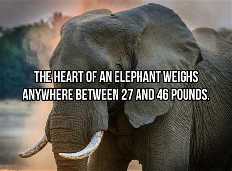 Facts About Elephants 22 Pics