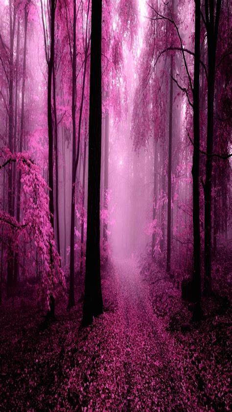 Pink Nature Awesome Cool Cute Nice Trees View Hd Phone Wallpaper