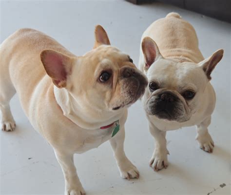 You will have to fill out an extensive multipage application and submit to a home visit. French Bulldog Puppies For Sale | Orlando, FL #327170