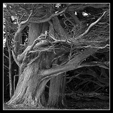 Twisted Tree Tree Lover Mother Nature