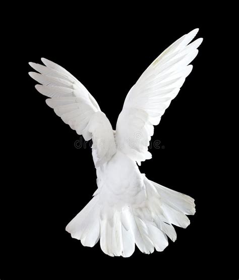 A Free Flying White Dove Isolated On A Black Stock Photo Image Of