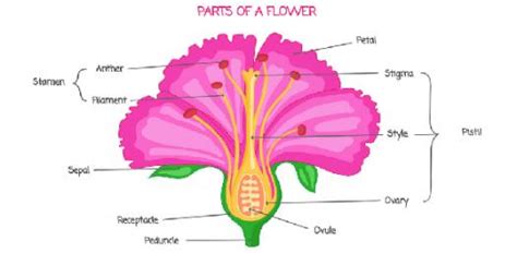 Male And Female Parts Of Gumamela Flower Ioana Craig