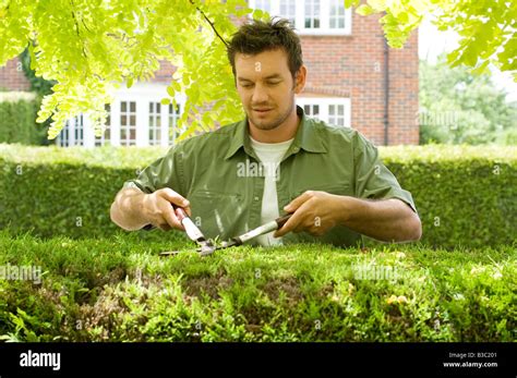 A Man Trimming A Hedge With Shears Stock Photo Alamy
