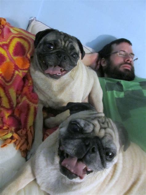 Frank And Beans The Pugs Our Dog Adoption Story Part 1 Emily Reviews