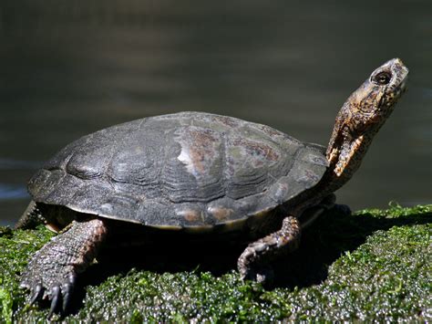 Western Pond Turtle Ndow